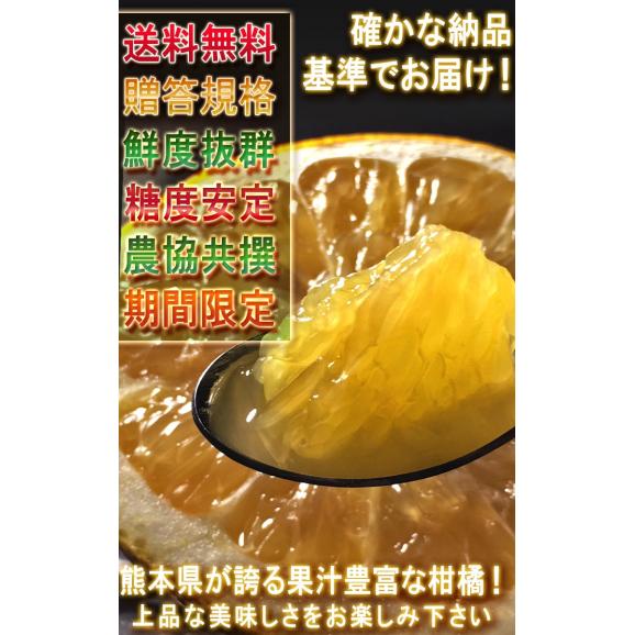 河内晩柑 かわちばんかん 約7.5kg 熊本県産 贈答規格 JA共撰品 秀品～優品 豊富な果汁と上品な甘さの和製グレープフルーツ！06