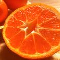 蒲郡みかん 温室栽培 約1.2kg 9~15玉 愛知県産 贈答規格 化粧箱入り 光センサー選果 日本農業賞で最優秀賞の蜜柑産地!ギフト最適な地域ブランドの温州ミカン