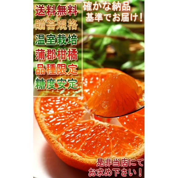蒲郡みかん 温室栽培 約1.2kg 9～15玉 愛知県産 贈答規格 化粧箱入り 光センサー選果 日本農業賞で最優秀賞の蜜柑産地！ギフト最適な地域ブランドの温州ミカン05