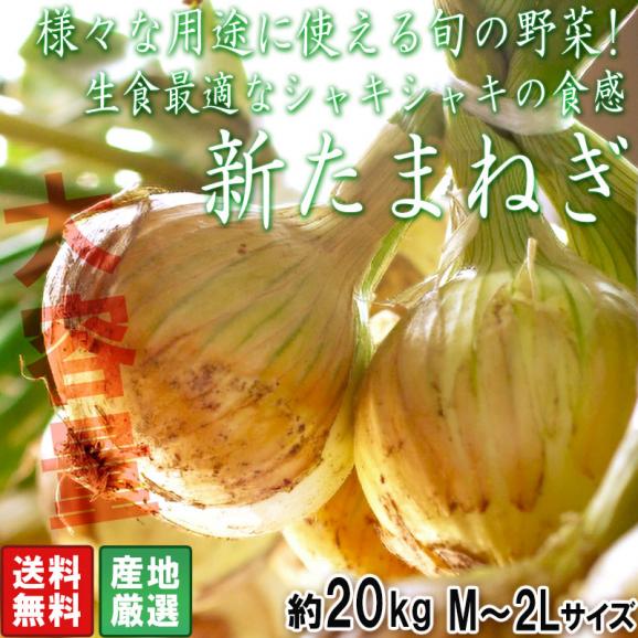 新たまねぎ 玉葱 約20kg M～2Lサイズ 佐賀県産中心 大容量のお得な国産