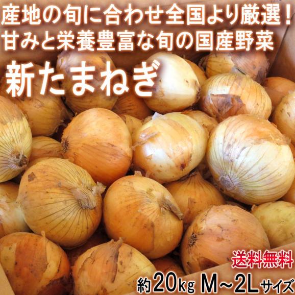 新たまねぎ 玉葱 約20kg M~2Lサイズ 佐賀県産中心 大容量のお得な国産野菜!新鮮な旬の味をお届け02