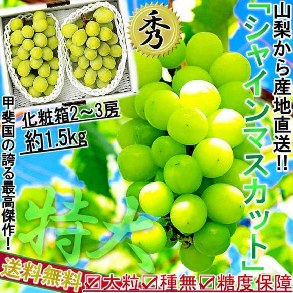 産地直送 シャインマスカット ぶどう 約1.5kg 2～3房 山梨県産 贈答品 種なし葡萄 大房 秀品 化粧箱入り TVでも話題の大粒ブドウ02