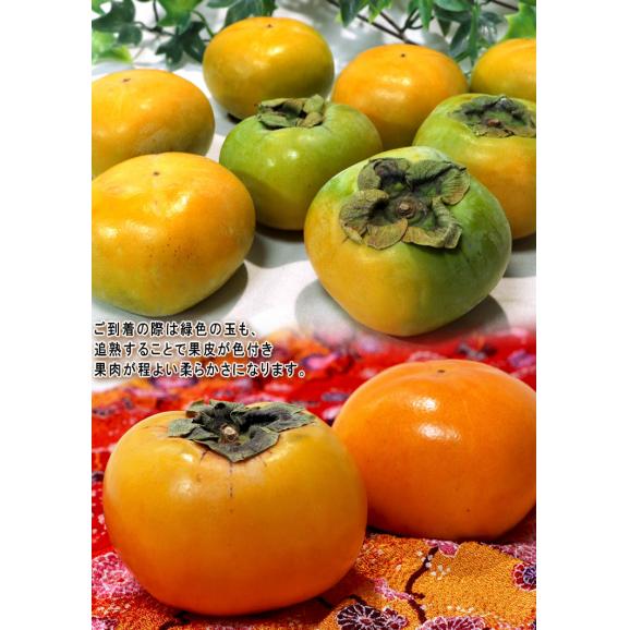 種無し柿 約3.75kg 12～28玉入り 奈良・岐阜・和歌山県産中心 贈答規格 秀～優品 甘み豊かな旬のフルーツ！本場のカキを全国より厳選03