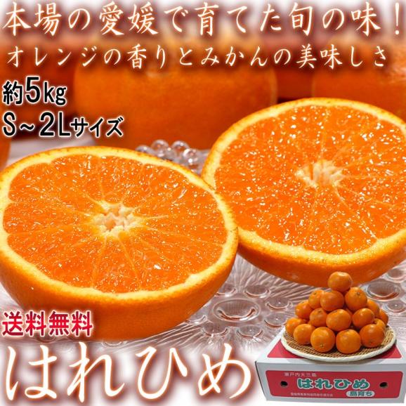 はれひめ 約5kg S～2Lサイズ 愛媛県産 JA共撰品 オレンジの香りに蜜柑の味わい！食べやすい旬のえひめフルーツ02