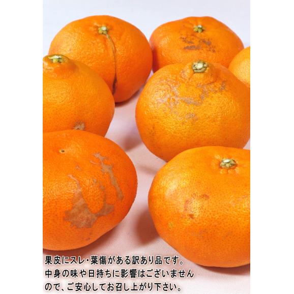 甘平 かんぺい 約2.5kg 8～15玉 愛媛県産 訳あり シャキシャキの食感と高い糖度！愛媛オリジナルの高級みかん03