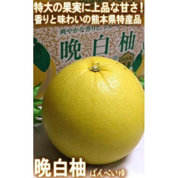 晩白柚 ばんぺいゆ 約5kg 2~5玉 熊本県産 秀品 ハウス栽培 柑橘最大級の大きさと上品な味わい!栽培適地の八代で育てた特産品03