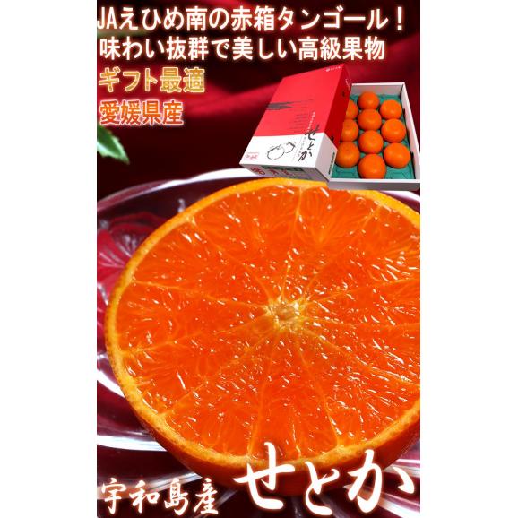宇和せとか 約3kg L～4Lサイズ 愛媛県産 加温～露地栽培 贈答品 JAえひめ南 宇和島で育てた抜群の味！高品質なうわの赤箱みかん02
