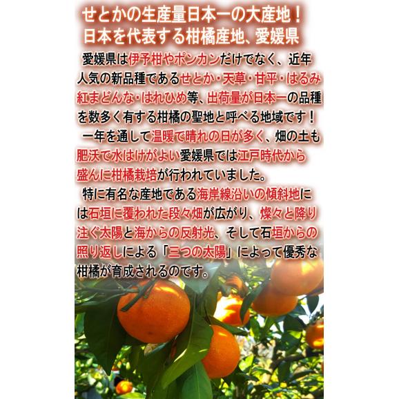 宇和せとか 約3kg L～4Lサイズ 愛媛県産 加温～露地栽培 贈答品 JAえひめ南 宇和島で育てた抜群の味！高品質なうわの赤箱みかん03