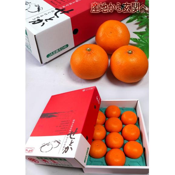 宇和せとか 約3kg L～4Lサイズ 愛媛県産 加温～露地栽培 贈答品 JAえひめ南 宇和島で育てた抜群の味！高品質なうわの赤箱みかん05