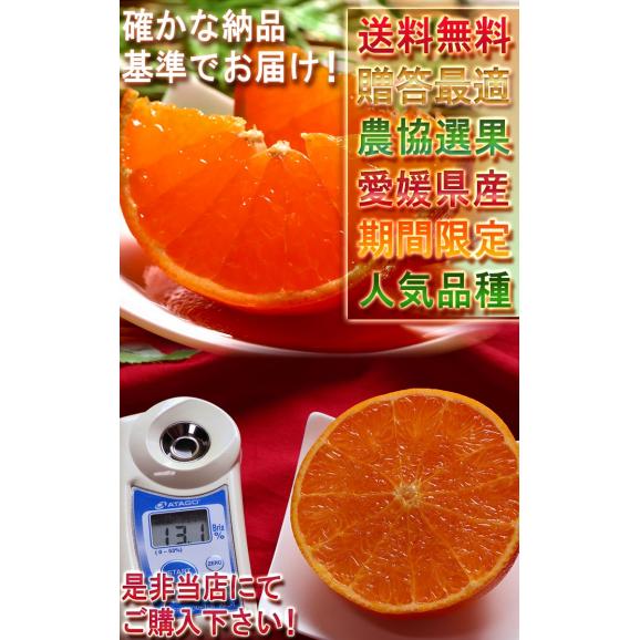 宇和せとか 約3kg L～4Lサイズ 愛媛県産 加温～露地栽培 贈答品 JAえひめ南 宇和島で育てた抜群の味！高品質なうわの赤箱みかん06