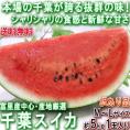 千葉スイカ 約5kg 1玉入り 千葉県産 訳あり品 富里を始め県内屈指の産地を厳選！豊かな甘さの新鮮な旬の西瓜