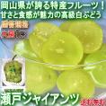 瀬戸ジャイアンツ 白ぶどう 約700g 岡山県産 贈答規格 大房限定 皮ごと食べる高級葡萄！パリっとした食感と甘さが魅力のギフトフルーツ ブドウ