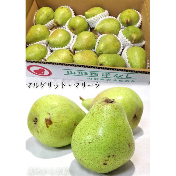 山形西洋梨 約5kg 10～20玉入り 贈答規格 山形県産 本場の産地で育てた抜群の味！旬の品種を厳選03