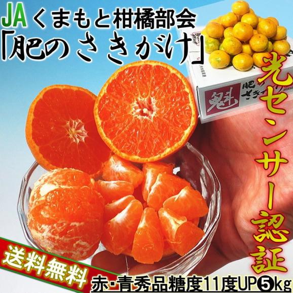 肥のさきがけ 夢未来みかん 約5kg S～2Lサイズ 熊本県産 JA共撰品 糖度11度保証の極早生ミカン！旬の爽やかな甘さと風味02