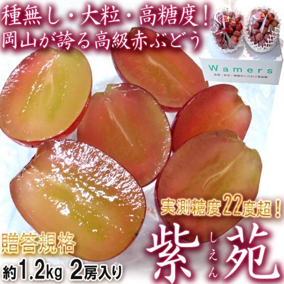 紫苑 しえん 種無し赤ぶどう 約1.2kg 2房 岡山県産 贈答規格 ギフト最適な高級葡萄!美しい粒に抜群の甘さと豊かな風味02