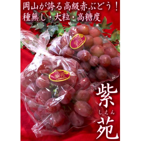 紫苑 しえん 種無し赤ぶどう 約1.2kg 2房 岡山県産 贈答規格 ギフト最適な高級葡萄!美しい粒に抜群の甘さと豊かな風味03