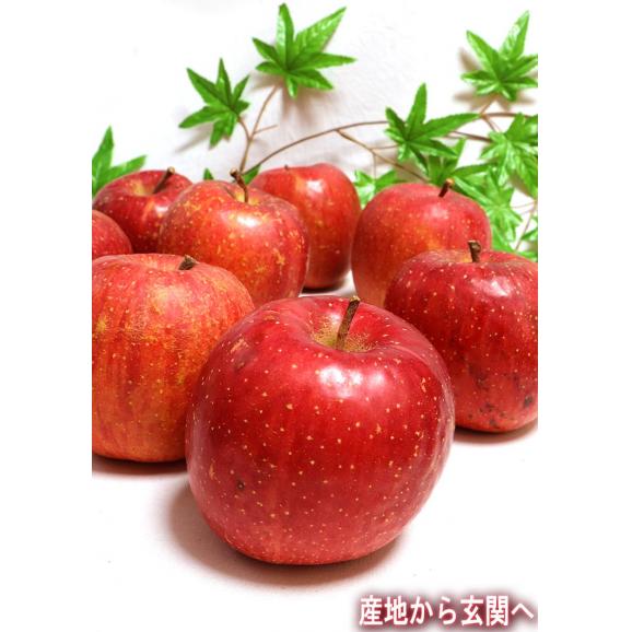 蜜いわて サンフジ林檎 約10kg 25～42玉 岩手県産 訳あり品 家庭用 濃厚な味と蜜入りの果肉！美味しさ重視の岩手りんご06