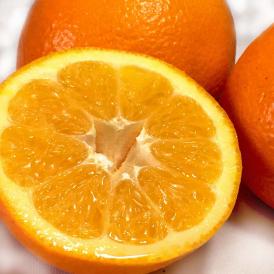 伊予柑 いよかん 約10kg M～4Lサイズ 愛媛県産 JA共撰品 光センサー選果で爽やかな甘さと豊富な果汁！生産量トップ3の人気品種