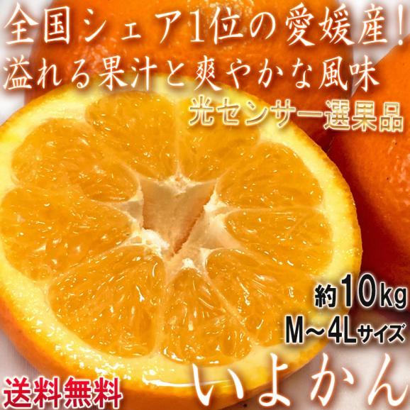 伊予柑 いよかん 約10kg M~4Lサイズ 愛媛県産 JA共撰品 光センサー選果で爽やかな甘さと豊富な果汁!生産量トップ3の人気品種02