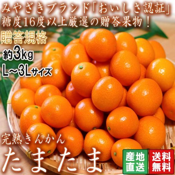 2024年激安 たまたま 産地直送 完熟金柑 贈答 宮崎県産 L～3Lサイズ 約3kg 果物