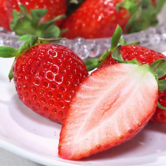 【楽天市場】越後姫 いちご (約450g×2P) 新潟産 イチゴ 苺 ギフト 贈答用 高糖度 甘い 大粒 大玉 高級いちご 食品 フルーツ 果物  いちご 越後姫 えちごひめ 贈答 進物 御供え お供え 甘い 人気 男性 女性 喜ばれる 2025 送料無料 : まいど！おおきに屋クラクラ