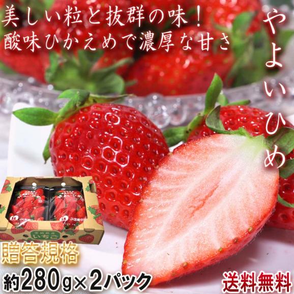 産地直送 やよいひめ いちご 280g×2パック 宮崎県産 贈答規格 酸味控えめで甘み豊かな新品種！｜産地から玄関への通販・お取り寄せなら【ぐるすぐり】