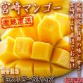 産地直送 宮崎マンゴー 樹上完熟 1玉 2～3Lサイズ 贈答規格 宮崎県産 とろける食感と濃厚な甘さ！直送で抜群の味と鮮度のギフト果物