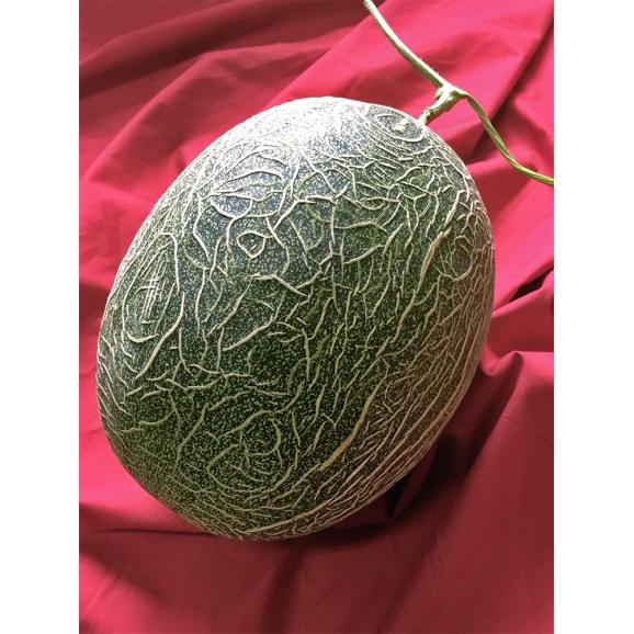 肥後グリーン 青肉メロン 2玉入り 約4～5kg 熊本県産 贈答規格 大玉限定 実測糖度17度超！最高峰の甘さを誇るブランドメロン04