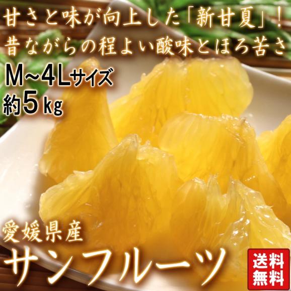 サンフルーツ 新あまなつ 約5kg M～4Lサイズ 愛媛県産 甘夏から生まれた新品種、新甘夏！昔ながらのさっぱりした甘さと絶妙な味わい02