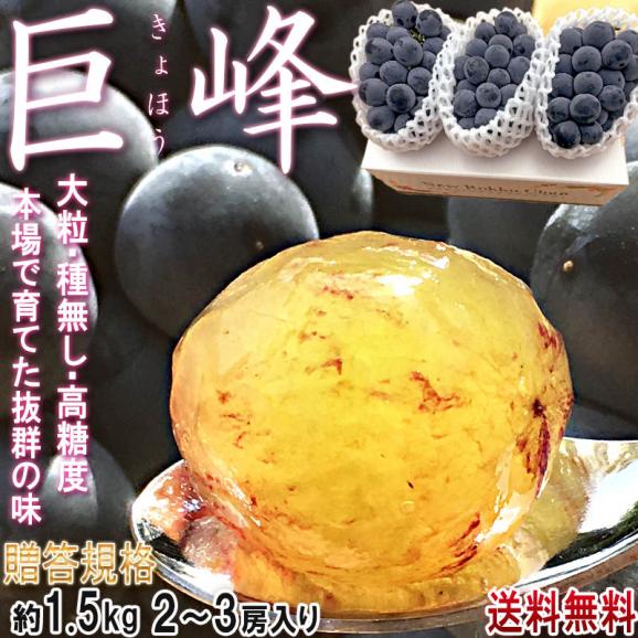 巨峰 大粒ぶどう 約1.5kg 2～3房入り 山梨県・長野県産 贈答規格 本場で育てた濃厚な味と豊富な栄養！甘み豊かな種無し葡萄02