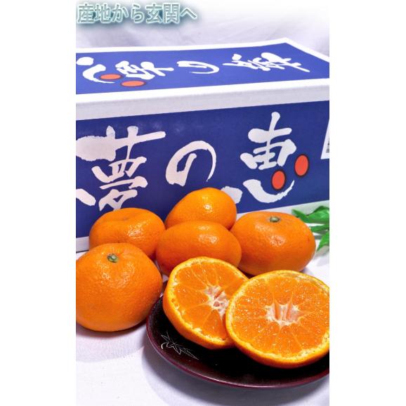 夢の恵 温州みかん 約4kg S～Lサイズ 熊本県産 贈答規格 光センサー選別ミカン！糖度12度保証03