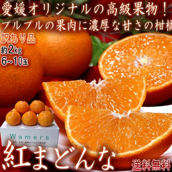 紅まどんな 約2kg 6~10玉入り 愛媛県産 訳あり品 JA全農えひめ 愛媛オリジナルの高級フルーツ!プルプルの果肉に豊かな甘み02