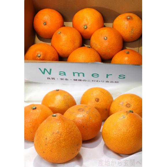 紅まどんな 約2kg 6~10玉入り 愛媛県産 訳あり品 JA全農えひめ 愛媛オリジナルの高級フルーツ!プルプルの果肉に豊かな甘み04