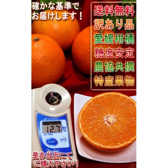 紅まどんな 約2kg 6~10玉入り 愛媛県産 訳あり品 JA全農えひめ 愛媛オリジナルの高級フルーツ!プルプルの果肉に豊かな甘み06