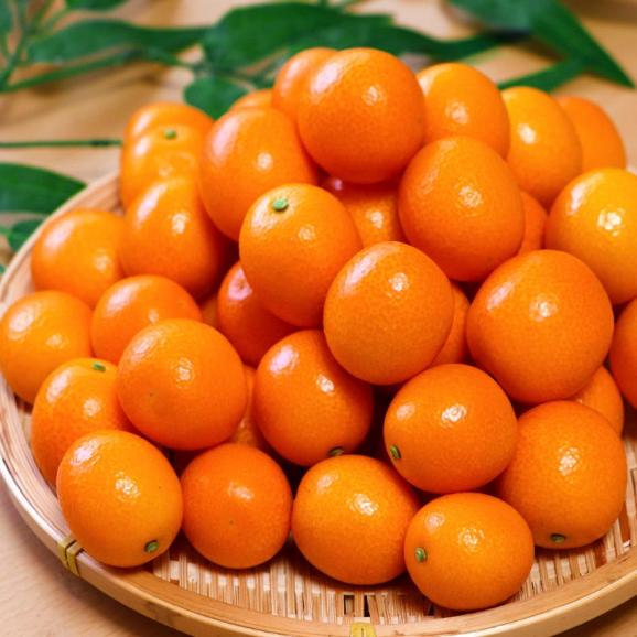 定番のお歳暮＆冬ギフト 約1kg 完熟金柑 たまたま 産地直送 L～3Lサイズ 訳 宮崎県産 果物