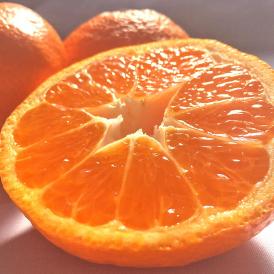 三ヶ日みかん 約4kg 2〜4Lサイズ 静岡県産 秀品〜優品 早生・青島種リレー 個選果品 大玉限定 お得なリサイクル箱配送