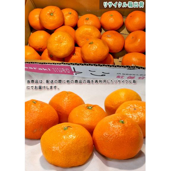 三ヶ日みかん 約4kg 2〜4Lサイズ 静岡県産 秀品〜優品 早生・青島種リレー 個選果品 大玉限定 お得なリサイクル箱配送02