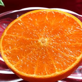 せとか 約3kg M～Lサイズ 佐賀県産 贈答品 化粧箱入り 高級タンゴールの代表品種！とろけるような果肉と濃厚な甘みの柑橘