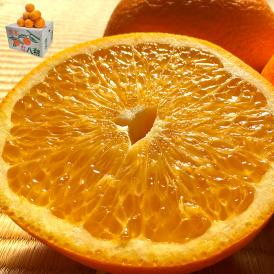 紅八朔 はっさく 約10kg L～4Ｌサイズ 熊本県産 贈答規格 秀品 ほろ苦さが癖になる柑橘