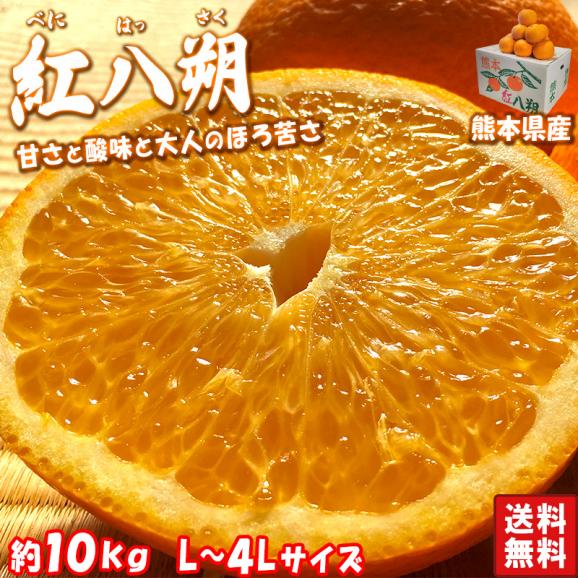 紅八朔 はっさく 約10kg L～4Ｌサイズ 熊本県産 贈答規格 秀品 ほろ苦さが癖になる柑橘02