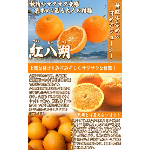紅八朔 はっさく 約10kg L～4Ｌサイズ 熊本県産 贈答規格 秀品 ほろ苦さが癖になる柑橘04