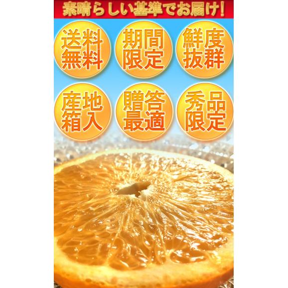 紅八朔 はっさく 約10kg L～4Ｌサイズ 熊本県産 贈答規格 秀品 ほろ苦さが癖になる柑橘05