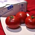 シュガートマト Bianco 高糖度フルーツトマト 約800g 2S～Lサイズ 高知県産 贈答規格 糖度8度保証のブランド野菜！