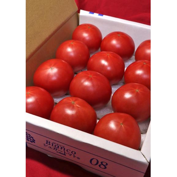 シュガートマト Bianco 高糖度フルーツトマト 約800g 2S～Lサイズ 高知県産 贈答規格 糖度8度保証のブランド野菜！03