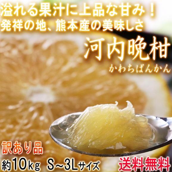 河内晩柑 かわちばんかん 訳あり品 約10kg 熊本県産 豊富な果汁と上品な甘さの和製グレープフルーツ！02