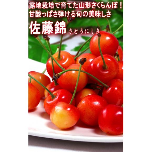 佐藤錦 さくらんぼ 約1kg M～Lサイズ 訳あり品 山形県産 バラ詰め 甘み豊かでお得なサクランボ！03