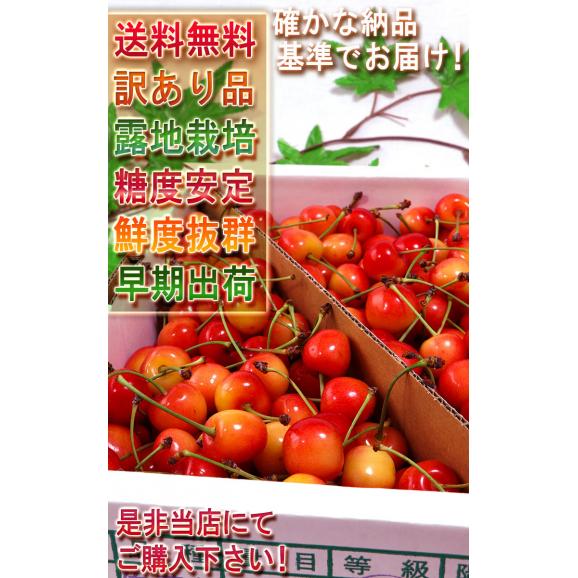 佐藤錦 さくらんぼ 約1kg M～Lサイズ 訳あり品 山形県産 バラ詰め 甘み豊かでお得なサクランボ！05