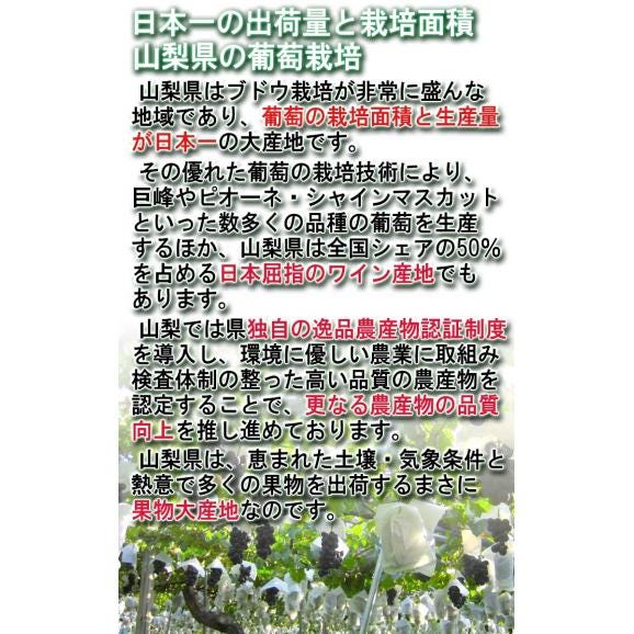 温室ピオーネ 種無し葡萄 約800g～1kg 2房 贈答規格 山梨県産 ギフト最適な本場の高糖度ブドウ！濃厚な味と爽やかな風味03