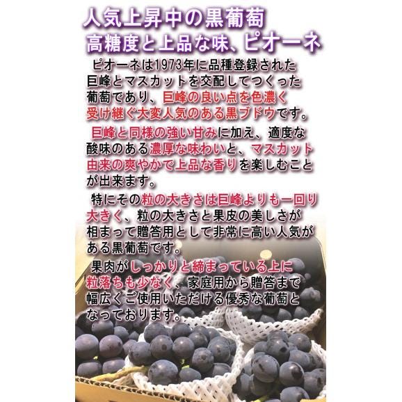温室ピオーネ 種無し葡萄 約800g～1kg 2房 贈答規格 山梨県産 ギフト最適な本場の高糖度ブドウ！濃厚な味と爽やかな風味04