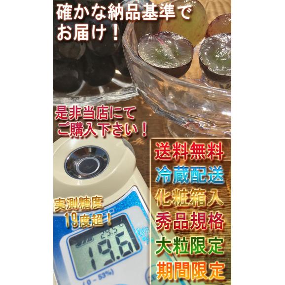 温室ピオーネ 種無し葡萄 約800g～1kg 2房 贈答規格 山梨県産 ギフト最適な本場の高糖度ブドウ！濃厚な味と爽やかな風味05